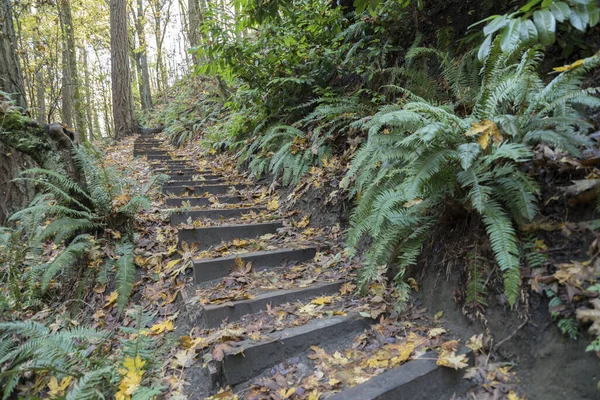 Jejak basah di atas bukit di hutan dengan tanaman liar di sisi Tacoma, Washington — Stok Foto