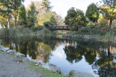 Washington 'da Tacoma' da otlarla dolu bir göletin üzerinde köprü.