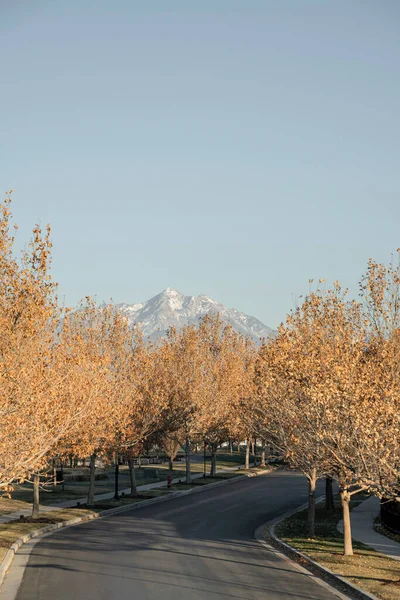 Ağaçların ortasındaki kıvrımlı yolun üst görüntüsü