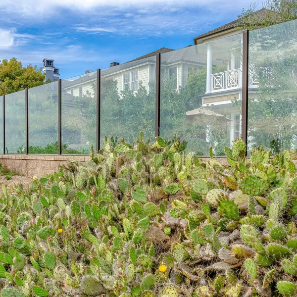 Квадратный кактус и дикие зеленые растения, растущие за стеклянным забором домов — стоковое фото