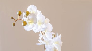 Pano kapalı saksıda orkide ve ahşap sehpanın üzerinde güzel beyaz çiçekler.