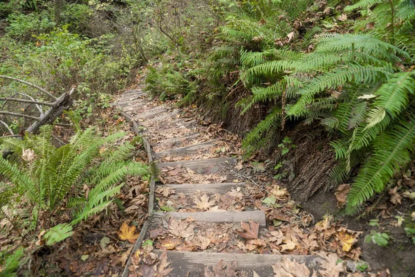 Schody zjazdowe z drewnianymi schodami w środku dzikich roślin w Tacoma, Waszyngton — Zdjęcie stockowe