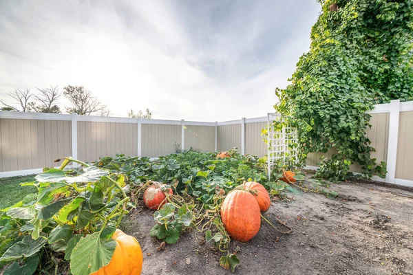 Grönsaksträdgård på bakgård till ett hus med stora pumpor — Stockfoto
