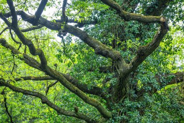 Parktaki geniş yapraklı bir ağaçtan oluşan doğal yaşam formu..
