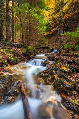 Sonbaharda ormanda vahşi bir dere. Mala Fatra Ulusal Parkı 'ndaki Vratna Vadisi, Slovakya, Avrupa.