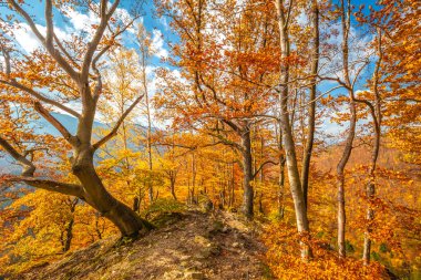 Sonbahar renklerinde ağaçlarla kaplı orman güneş ışığıyla aydınlatılıyor..