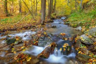 Sonbaharda bir ormanda akarsu. Mala Fatra Milli Parkı, Slovakya, Avrupa.