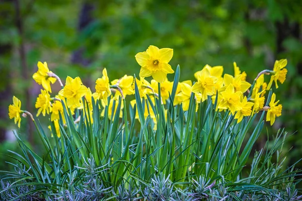 Kvetoucí Záhon Žlutých Narcisů Rozmazaném Pozadí — Stock fotografie