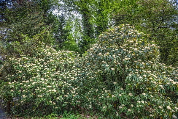 Liście Kwiatostan Viburnum Rhytidophyllum Również Nazwany Jako Viburnum Liści Skóry — Zdjęcie stockowe