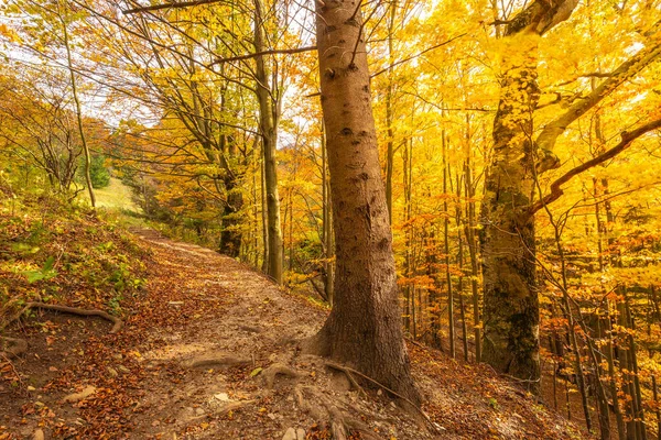 Les Stromy Podzimních Barvách Osvětlených Slunečním Svitem — Stock fotografie