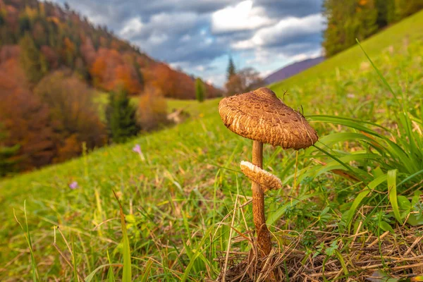 秋天里在山水景观前的伞形蘑菇 大豆科植物名 欧洲斯洛伐克马拉法特拉国家公园的弗拉特纳山谷 — 图库照片