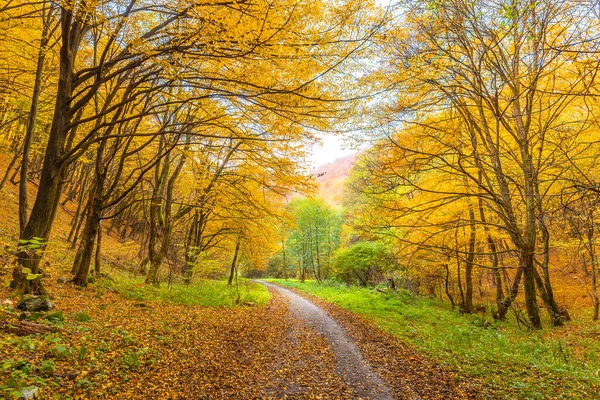 Paisagem Rural Outono Uma Estrada Terra Forrada Com Árvores Coloridas — Fotografia de Stock