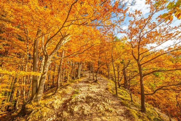 Wald Mit Bäumen Herbstlichen Farben Vom Sonnenlicht Erleuchtet — Stockfoto