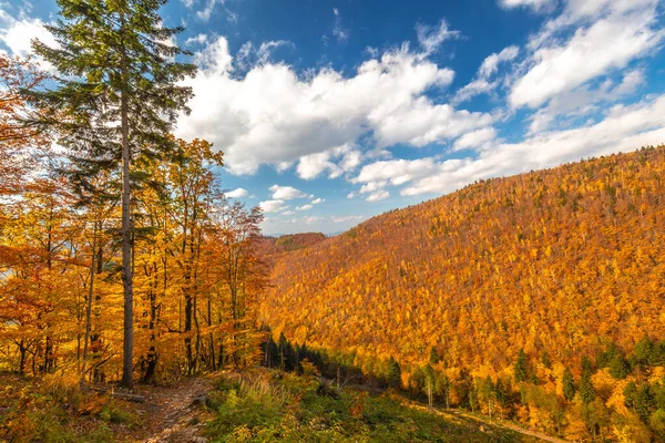 Sonbahar renklerinde ağaçlarla kaplı orman güneş ışığıyla aydınlatılıyor..