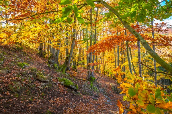 Sonbahar renklerinde ağaçlarla kaplı orman güneş ışığıyla aydınlatılıyor..