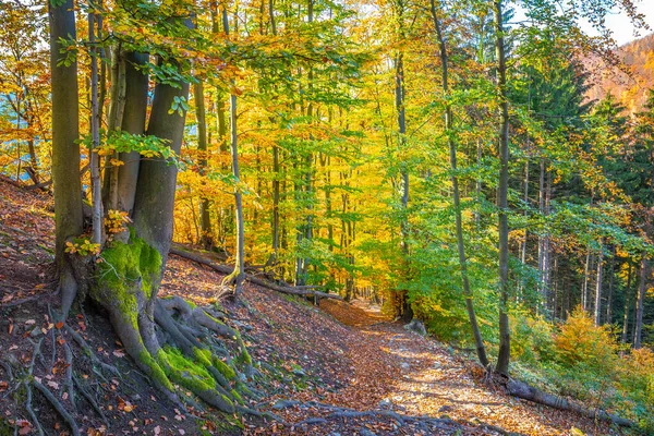 Fußweg Durch Den Wald Mit Bäumen Herbstfarben — Stockfoto