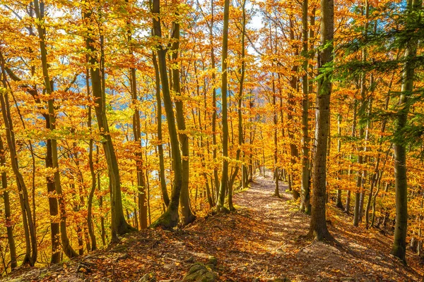 Wandeling Door Het Bos Met Bomen Herfstkleuren — Stockfoto