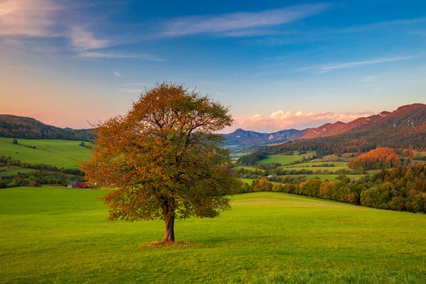 Uma Bela Árvore Caduca Primeiro Plano Paisagem Rural Outono Pôr — Fotografia de Stock