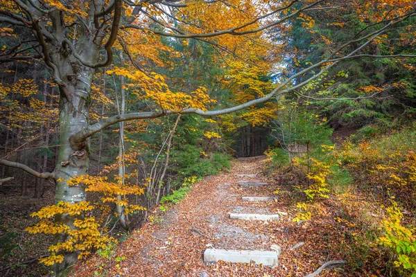 Paseo Por Bosque Con Árboles Colores Otoñales —  Fotos de Stock