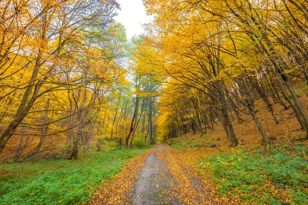 Herfst Landelijke Landschap Een Onverharde Weg Omzoomd Met Kleurrijke Bomen — Stockfoto