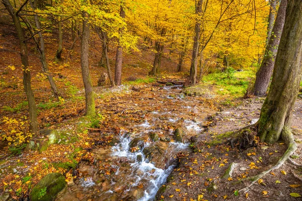 Áradat Erdőben Ősszel Mala Fatra Nemzeti Park Szlovákia Európa — Stock Fotó