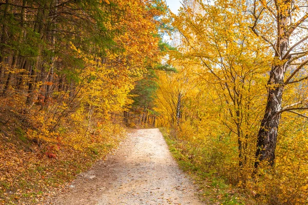 Autunno Paesaggio Rurale Una Strada Sterrata Fiancheggiata Alberi Colorati — Foto Stock