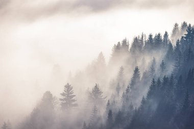 Kış sabahı sisli orman vadisi. Slovakya 'nın kuzeyindeki Orava bölgesi, Avrupa.