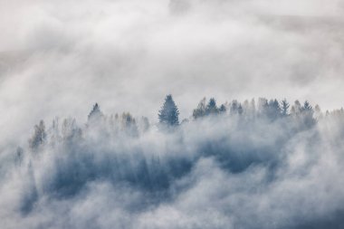 Ağaçların arasından süzülen sisli orman manzarası doğanın güzelliğinin ruhani ve huzurlu bir manzarasını yaratıyor..