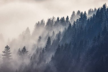 Kış sabahı sisli orman vadisi. Slovakya 'nın kuzeyindeki Orava bölgesi, Avrupa.
