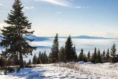 Sonsuza kadar yeşil ağaçlarla kaplı karlı dağ manzarası. Slovakya, Avrupa 'daki Mala Fatra Milli Parkı' ndan görüntü.