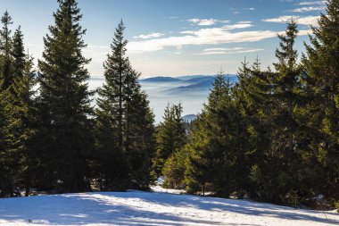 Karlı çam ağaçlarının arasındaki dağ manzarası. Slovakya, Avrupa 'daki Mala Fatra Milli Parkı' ndan görüntü.