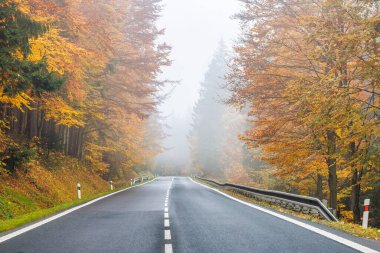 Autumn's golden hues frame a tranquil road inviting journeys into misty landscapes. Experience the season's serene embrace.