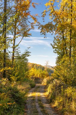 Path through a sunlit autumn forest with vibrant foliage and a clear sky above. A serene and inviting outdoor scene.