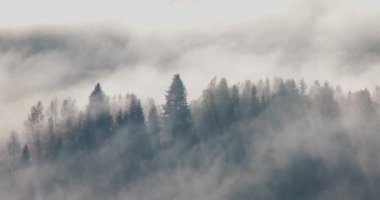 Yoğun sisle kaplanmış ağaçlardan oluşan bir orman, sessiz bir arkaplanda sisli siluetler oluşturan gizemli bir atmosfer yaratıyor. Slovakya, Avrupa 'daki Mala Fatra Milli Parkı.