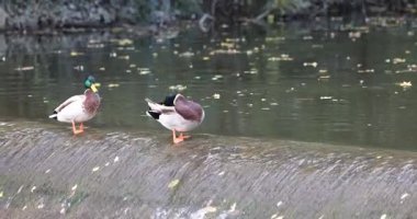 Ördekler nehir barajında dinleniyor, dingin suların tadını çıkarıyorlar..