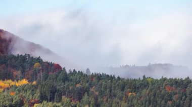 Sis ve sisle kaplı bir dağ yamacı yeşil ağaçlardan oluşan bir ormanda canlı sonbahar renkleriyle kaplanarak hayranlık uyandırıcı bir manzara yaratıyor. Zaman ayarlı görüntüler.