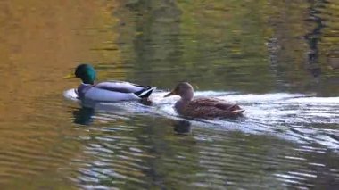 İki Mallard ördeği, bir erkek ve bir dişi, sakin bir su kütlesi boyunca sakin bir şekilde yüzerler, doğal yaşam alanlarında süzülürken hafif dalgalar oluştururlar, sabahın erken saatlerinde..