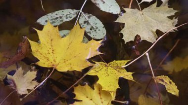 Sarı, yeşil ve kahverengi renkli yapraklarla süslenmiş sakin bir gölet yüzeyi. Yansımalar suda dans eder, sonbaharda doğanın narin güzelliğini gösterir..