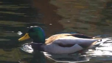 Yanardöner yeşil kafası ve parlak sarı gagasıyla bir erkek ördek ışıldayan suyun üzerinde zarifçe süzülür. Yansıması aşağıdan mükemmel bir şekilde yansıtılır. Doğanın güzelliği hareket halinde.