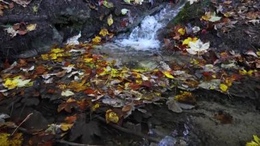 Sonbahar yaprakları yumuşak bir akıntıya doğru çağlarken, ormandaki sakin su akışının ortasında canlı renkli bir duvar halısı oluşturarak rahatlatıcı bir ritim yaratıyor..