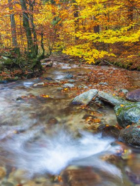 Sonbahar deresi, altın yapraklar canlı bir ormanın içinden akan bir nehri süsler, mevsimin renkli güzelliklerini yakalar. Doğanın huzurlu manzarası.