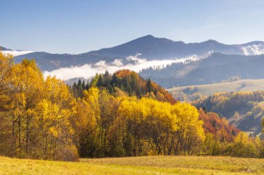 Sonbahar manzarasında altın ağaçlar ve açık sisli mavi gökyüzünün altındaki uzak dağlar görülür. Slovakya 'nın kuzeybatısı, Avrupa.