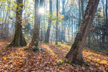 Güneş ışığı ağaçların arasından süzülür, sık bir ormanda sonbahar yapraklarından oluşan bir halıyı aydınlatır. Doğanın sakin güzelliği sergileniyor.