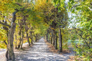 Ağaçlarla kaplı patika sonbahar güneşiyle yıkandı, doğanın renkli manzarasında barışçıl bir yürüyüşü işaret ediyordu. Çek Cumhuriyeti 'nin Moravya bölgesindeki Kromeriz kasabasındaki Çiçek Bahçesi, Avrupa.