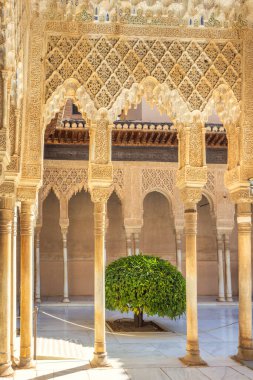 Granada, İspanya - 5 Eylül 2024: The Court of the Lions at the Alhambra complex. Doğulu taş işleriyle süslü bir avlu ve yemyeşil bir çalı, güneş ışığıyla yıkanmış..