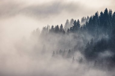 Kış sabahı sisli orman vadisi. Slovakya 'nın kuzeyindeki Orava bölgesi, Avrupa.