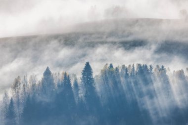 Ağaçların arasından süzülen güneş ışınları olan puslu dağ ormanları. Sis ve yumuşak ışıkla örtülü sakin bir doğa sahnesi.