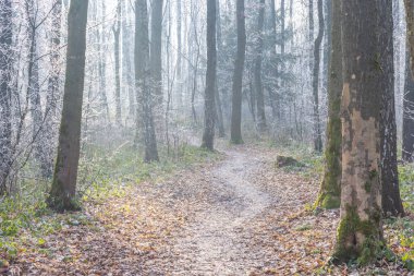 Sakin bir patika, donla kaplanmış bir ormanın içinden esiyor, güneş ışığı çıplak ağaçların arasından süzülüyor, sakin bir kış manzarası yaratıyor. Sakin, sakin, doğal ve huzur dolu..