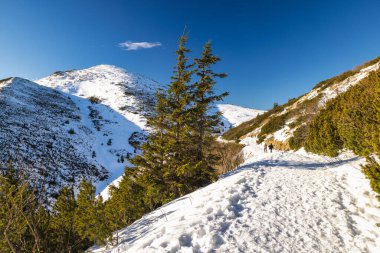 Yürüyüşçülerle dolu karlı dağ yolu. Slovakya 'nın kuzeybatısındaki Mala Fatra Milli Parkı, Avrupa.