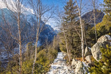 Çıplak ağaçlardan oluşan bir orman boyunca bir dağ yolu esiyor, arka planda kar tozlu yollar ve yüksek tepeler var, hepsi açık mavi bir gökyüzünün altında. Yüksek Tatras Ulusal Parkı, Slovakya, Avrupa.